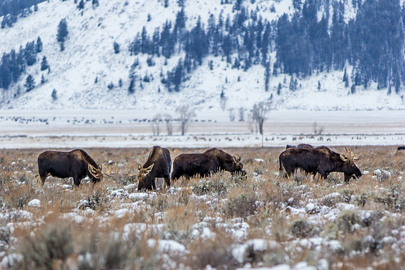 Moose, with Elk behind and Bison behind them