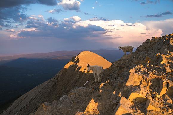Goats on Sacajawea Peak