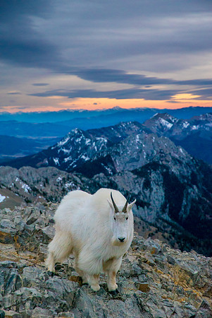 Mountain Goat on Sacajawea Peak after sunset