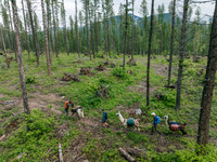 Glacier Country: Llama Trekking
