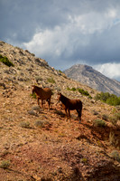 Wild Horses Bighorn canyon