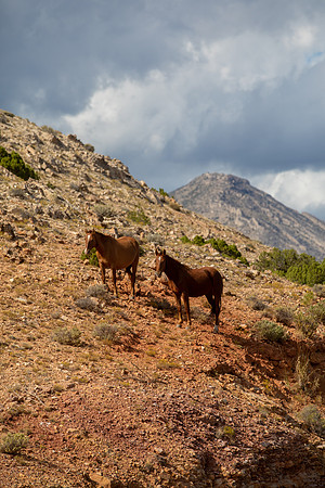 Wild Horses Bighorn canyon