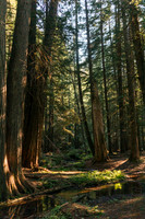 Ross Creek Cedars