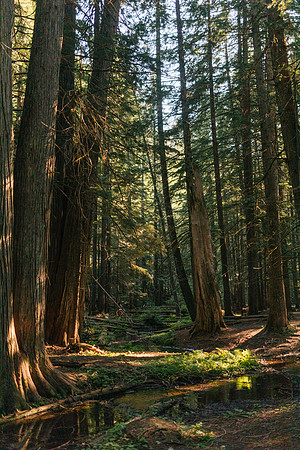 Ross Creek Cedars