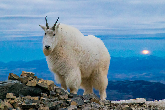 Mountain Goat on Sacajawea Peak with the Supermoon rising behind him