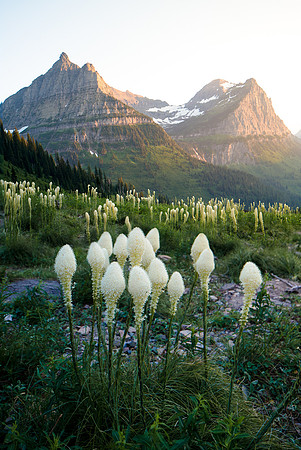 Beargrass