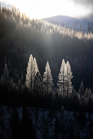 Last of the Larches in Northwest Montana