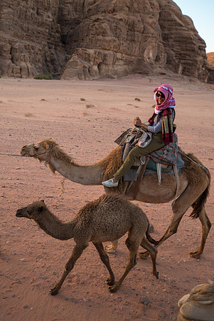 Camel Rides in Wadi Rum