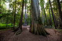 Ross Creek Cedars