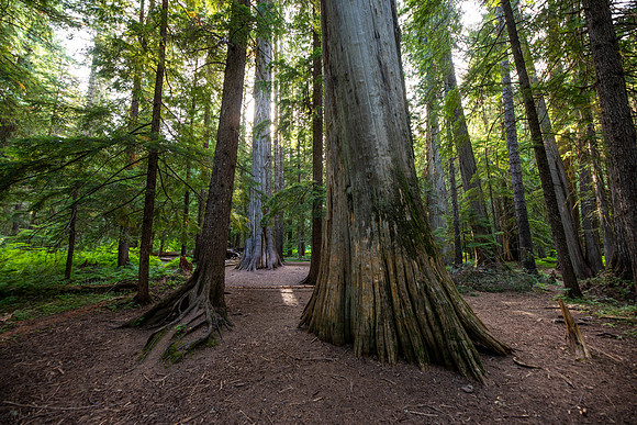 Ross Creek Cedars