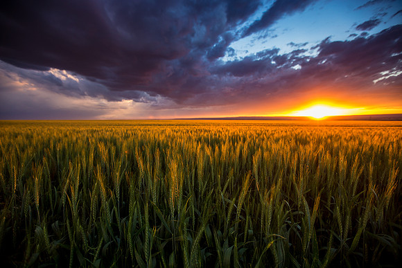 Wheat Field outside Billings