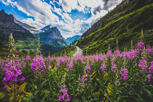 Going to the Sun Road with Fireweed