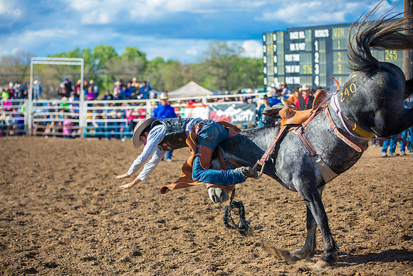 Bucking Horse Sale
