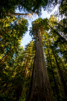 Ross Creek Cedars