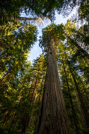 Ross Creek Cedars