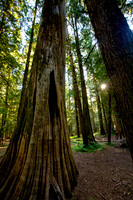 Ross Creek Cedars