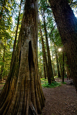 Ross Creek Cedars