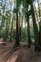 Ross Creek Cedars