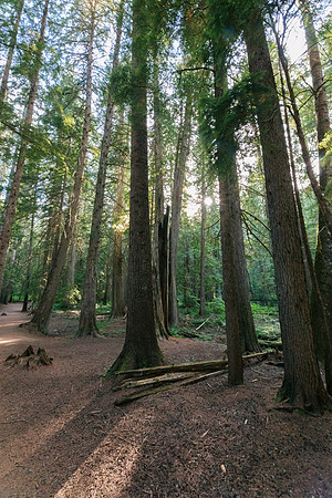 Ross Creek Cedars