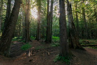 Ross Creek Cedars