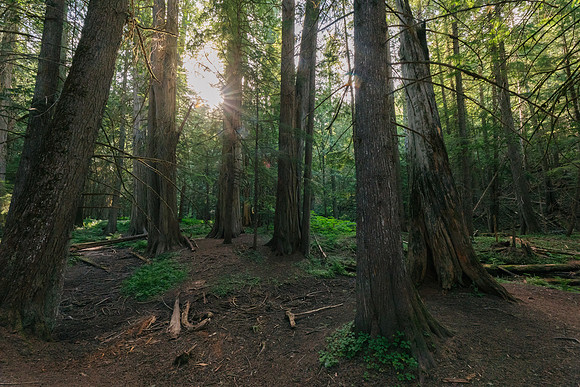 Ross Creek Cedars