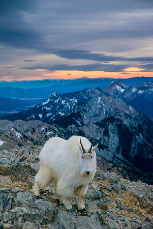 Mountain Goat on Sacajawea Peak after sunset