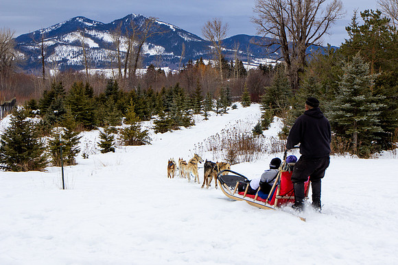 Dog Sledding in Livingston