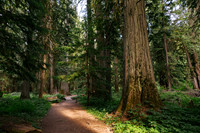 Ross Creek Cedars