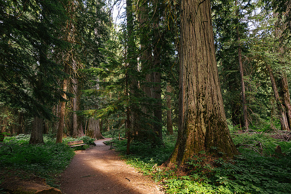 Ross Creek Cedars